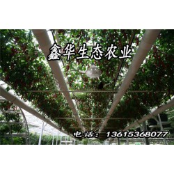 【壽光】農業(yè)景觀@景觀溫室@蔬菜造型@菜博會設計@無土栽培