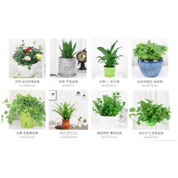武漢室外苗木價格商場綠植養護工廠盆景報價，苗木服務寫字樓花卉